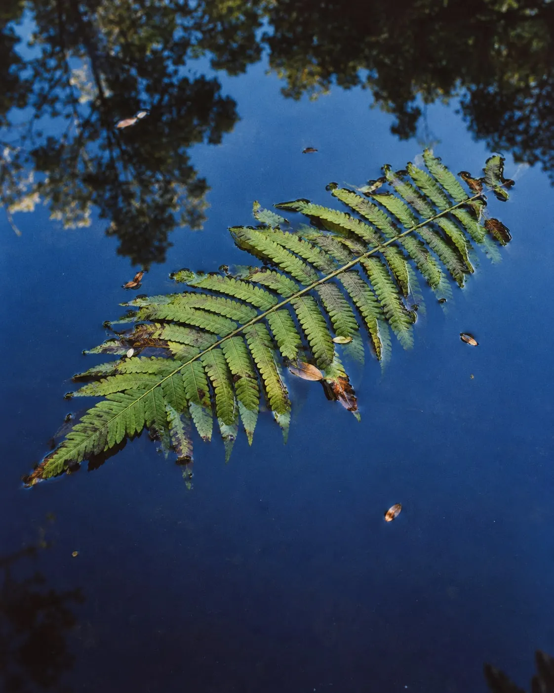 A fern frond floating on deep blue water that reflects the canopy