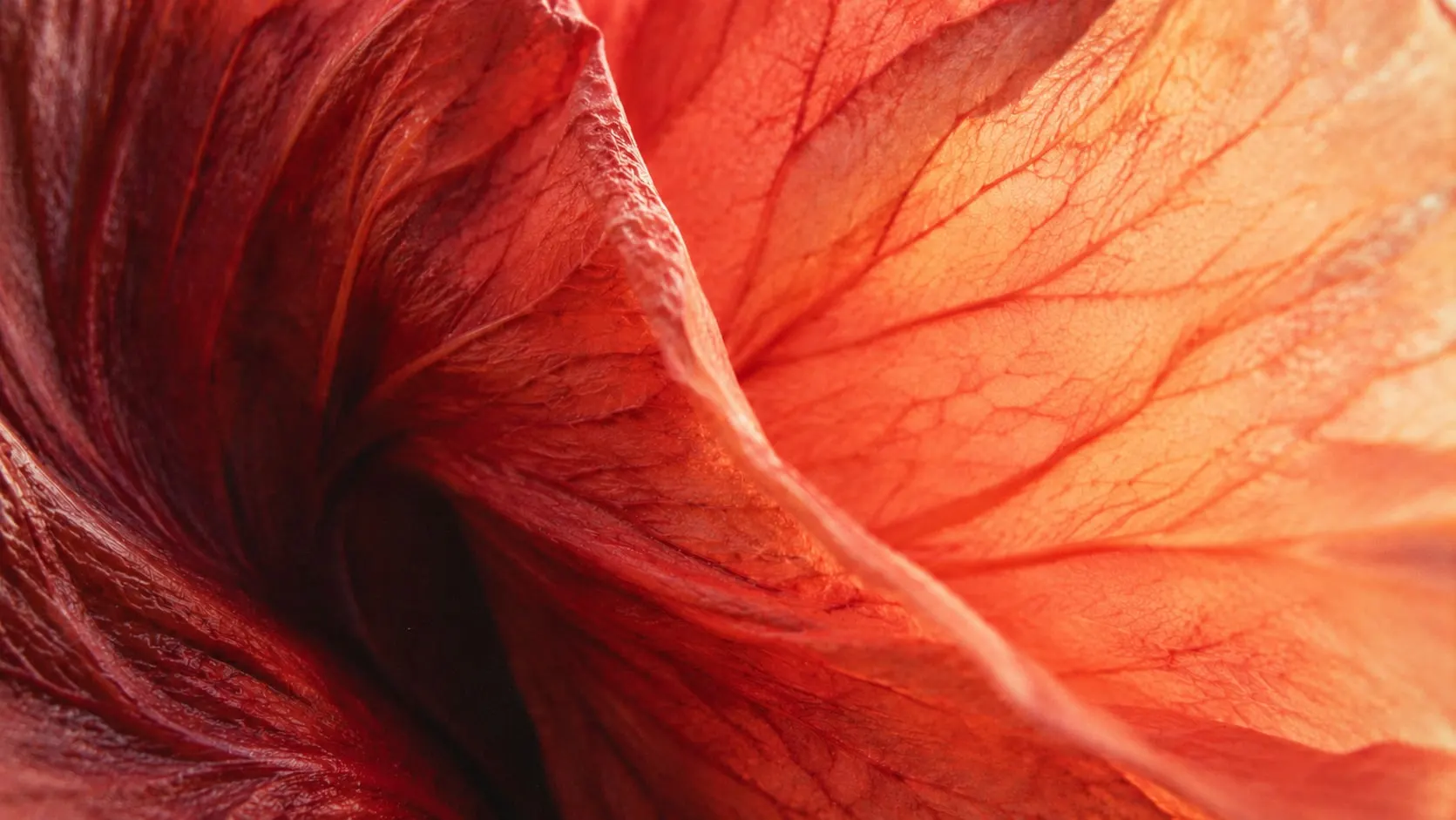 A red hibiscus petal up close, its veins lit from behind