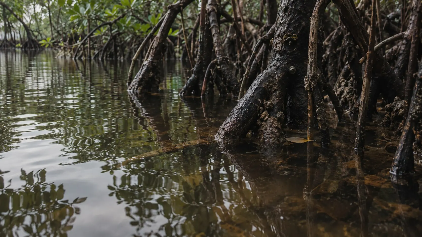 Mangrove roots standing in still water, all of them joined under the surface