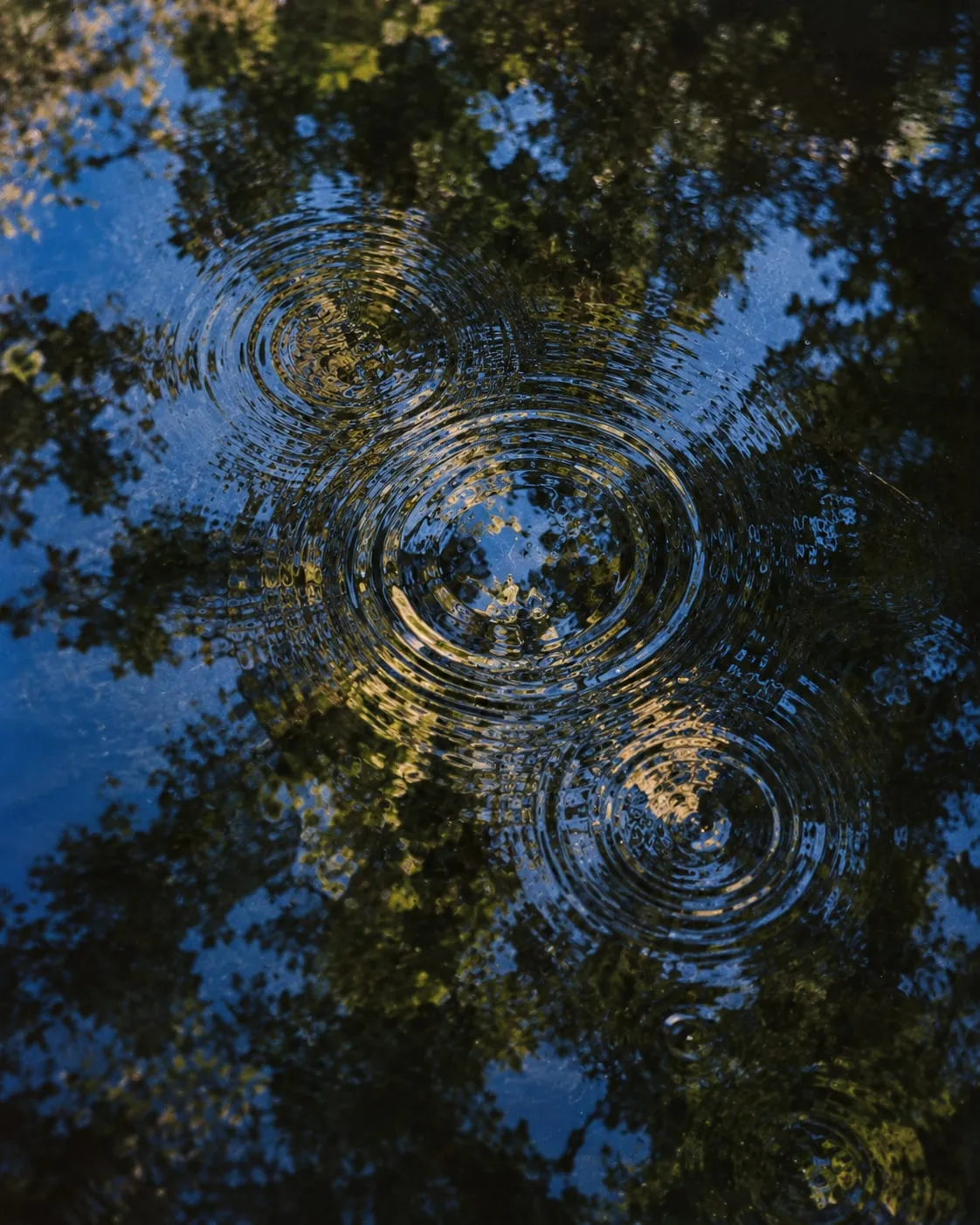 Raindrop ripples spreading across dark water that reflects trees and sky