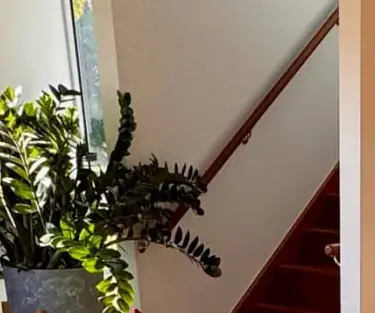 Reception downstairs: a tall plant by the window, and the stairs rising behind it.